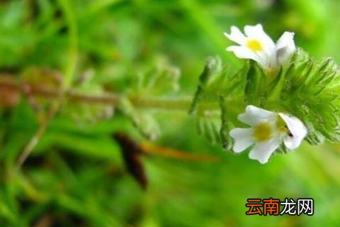 小米草长什么样