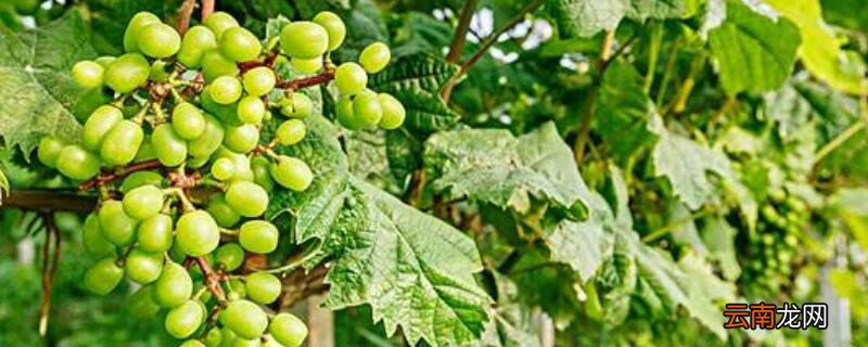 怎样判断葡萄树死了