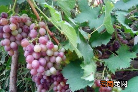 怎样判断葡萄树死了