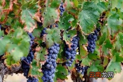 怎样判断葡萄树死了