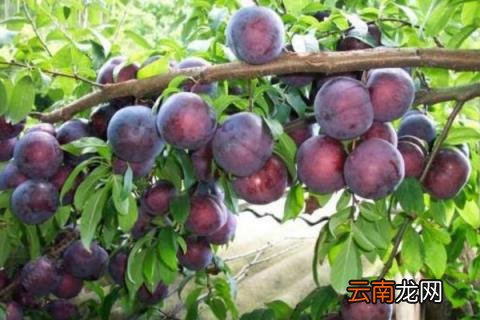 李子树怎么修枝丫