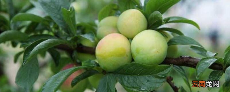 李子树怎么修枝丫