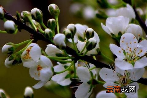 李子树怎么修枝丫