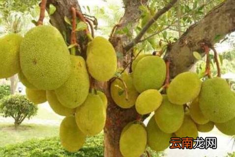 树上为什么会结果子