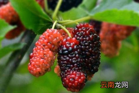 树上为什么会结果子