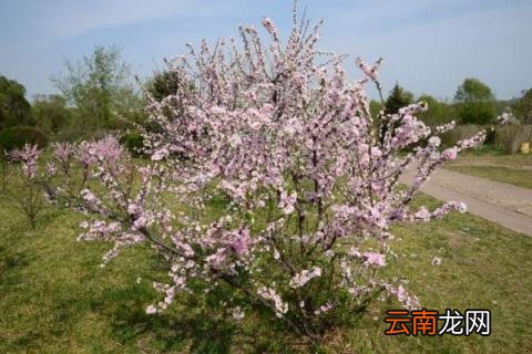 桃树五月份管理