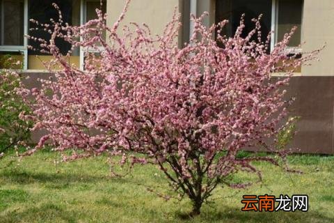 桃树五月份管理