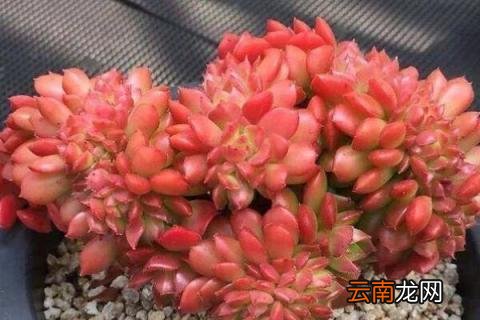 多肉蒂亚长徒了怎么办