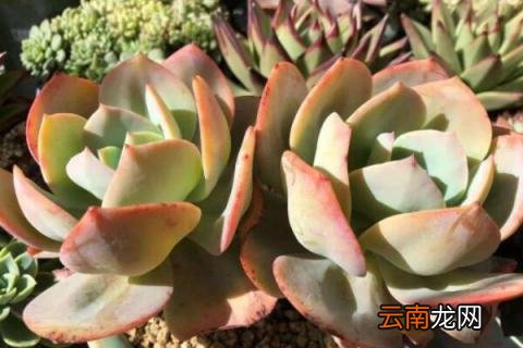 多肉蒂亚长徒了怎么办