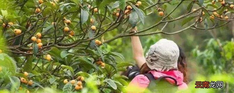 树上的枇杷怎么摘