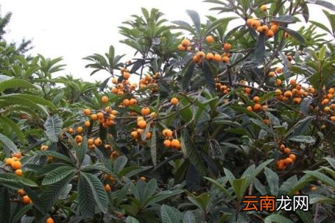 树上的枇杷怎么摘