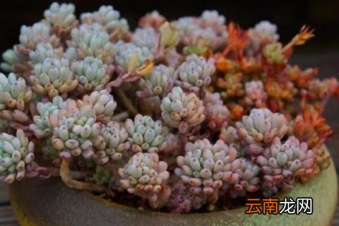 多肉的叶子掉了