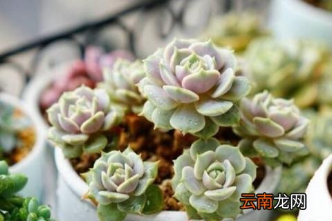 多肉的叶子掉了