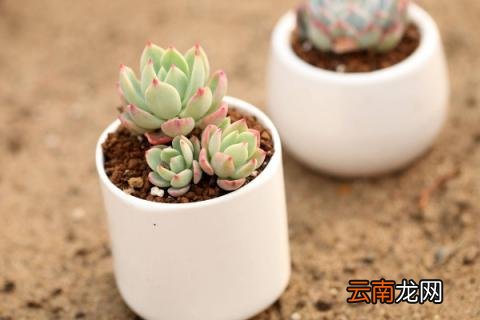 多肉不长大是什么原因