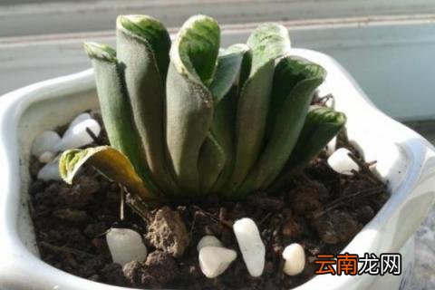 多肉不长大是什么原因