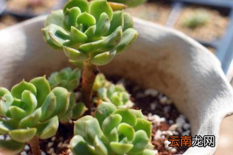 多肉多少度休眠