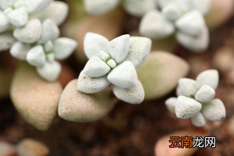 多肉多少度休眠