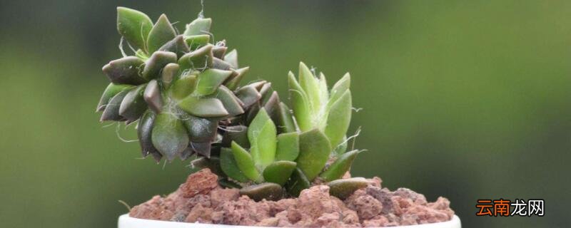 多肉多少度休眠