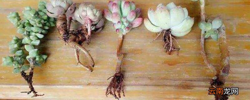 多肉修根后多菌灵泡多久