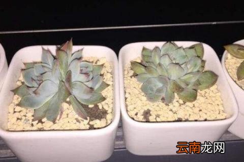 多肉修根后多菌灵泡多久