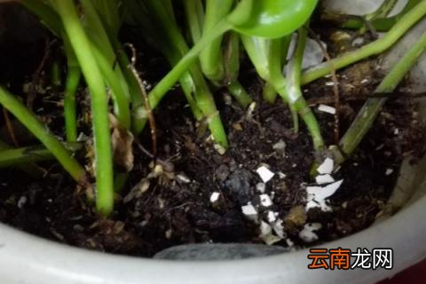 夏天花盆里有小飞虫怎么办