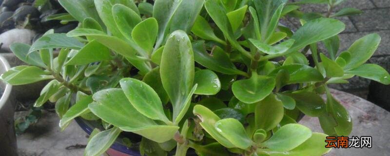 夏天花盆里有小飞虫怎么办