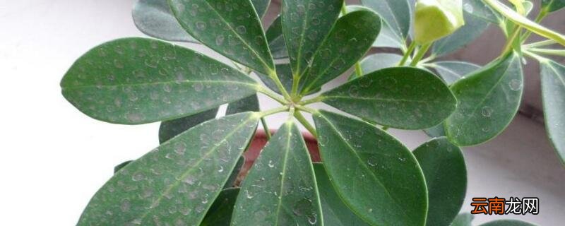 鹅掌木打顶方法