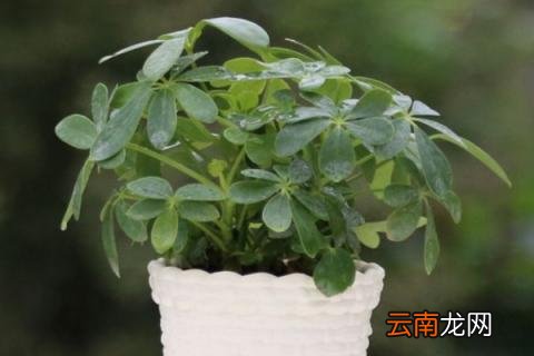 鹅掌木打顶方法