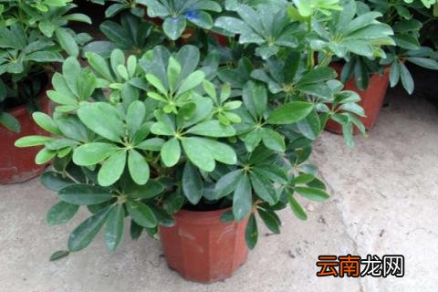 鹅掌木打顶方法