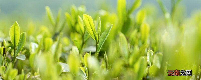 柳树芽能吃吗 柳树芽能吃吗有什么功效