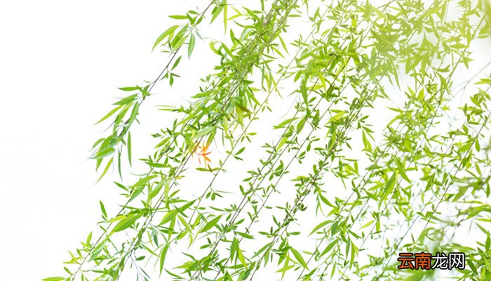 柳树芽能吃吗 柳树芽能吃吗有什么功效