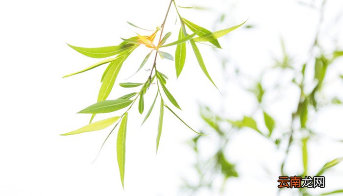 柳树芽能吃吗 柳树芽能吃吗有什么功效