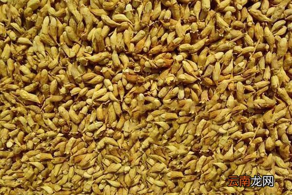 槐米的功效与作用 槐米的禁忌