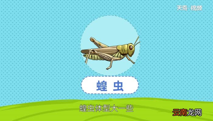 蝗虫和蚂蚱的区别蝗虫和蚂蚱的区别是什么