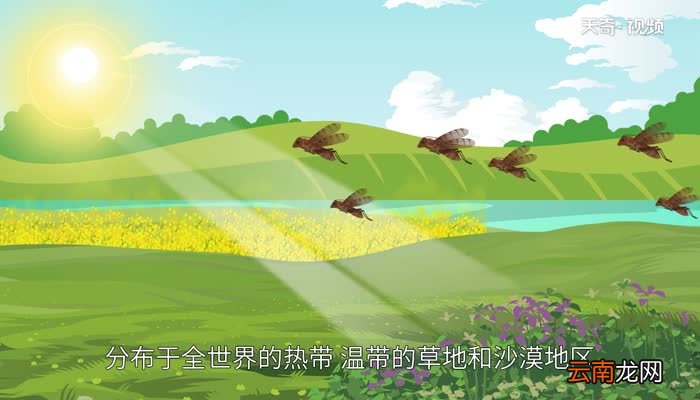 蝗虫和蚂蚱的区别蝗虫和蚂蚱的区别是什么