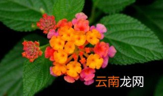 五色梅扦插步骤 五色梅如何扦插