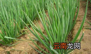 葱种子怎么种植方法 葱种子如何种植