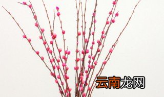 水培银柳的养殖方法和注意，银柳是干养还是水培(不要养错
