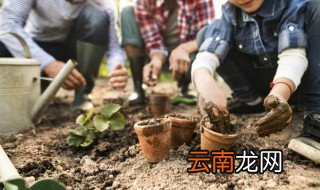 亚当盆栽种植注意事项