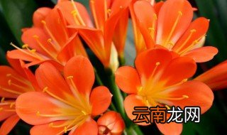 移栽种君子兰需要注意什么 刚移栽君子兰注意事项
