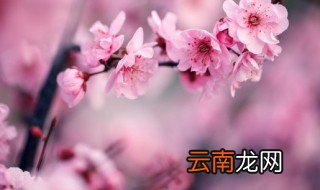 梅花冬季栽种注意事项 梅花冬天移栽注意事项