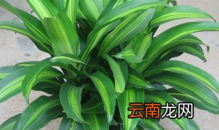 菠萝铁的养殖方法和注意事项大全
