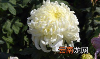 春天菊花的养殖方法和注意事项