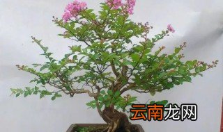 紫薇花盆栽种注意事项，紫薇花怎么种植?紫薇花养护技巧