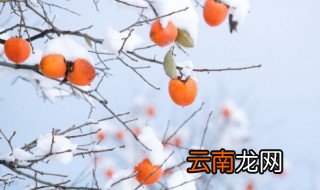 柿子树苗栽种注意什么，柿子树苗能盆栽吗
