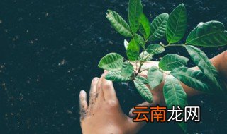 栽种室外树苗的时候要注意什么
