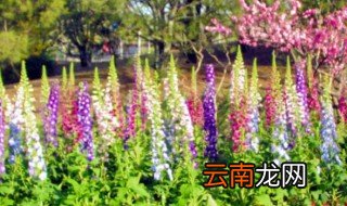 毛地黄如何栽种需要注意什么 毛地黄的种植方法及注意事项