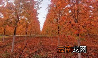 红枫刚栽种植注意什么，红枫适应种植的地方