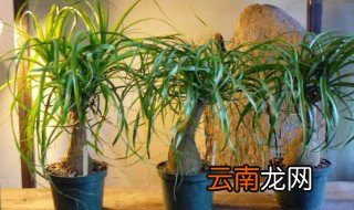 单头酒瓶兰栽种注意什么 酒瓶兰怎么栽