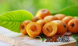 枇杷的养殖方法和注意事项 在枇杷的栽种注意事项